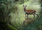 AUTORE ASSOLUTO     GIULIO MONTINI   81 C2-CROSSING RIVER_risultato